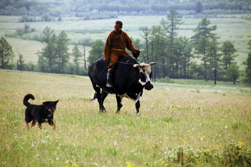 Farfar på oxen