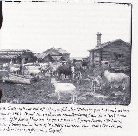 Fäbod i Dalarna 1901
