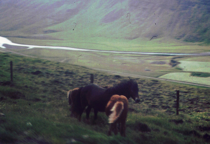 Hästar på fjället