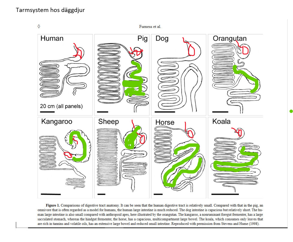 Tarmsystem