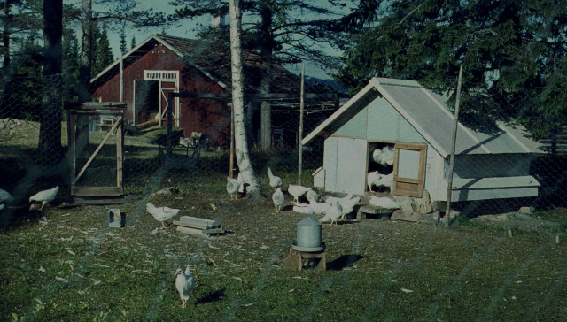 Kycklingar från Klensmedens