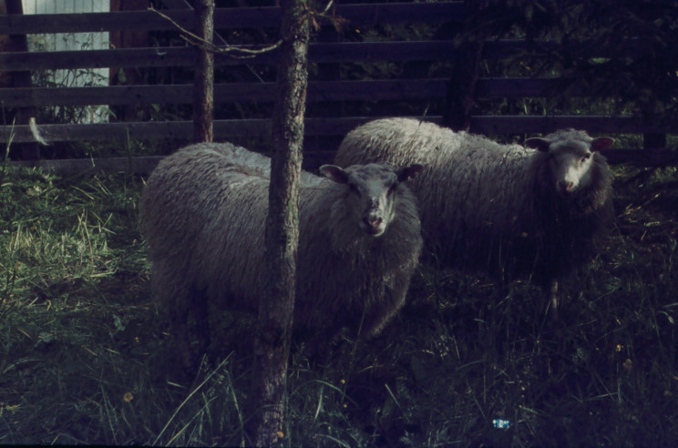 Ullrika och Ulla från Fåker 1964