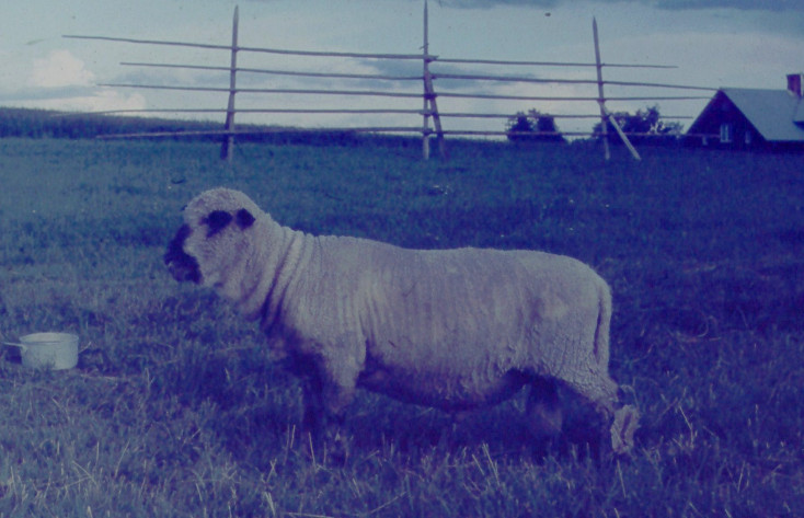 303 Kapten shropshire 1965