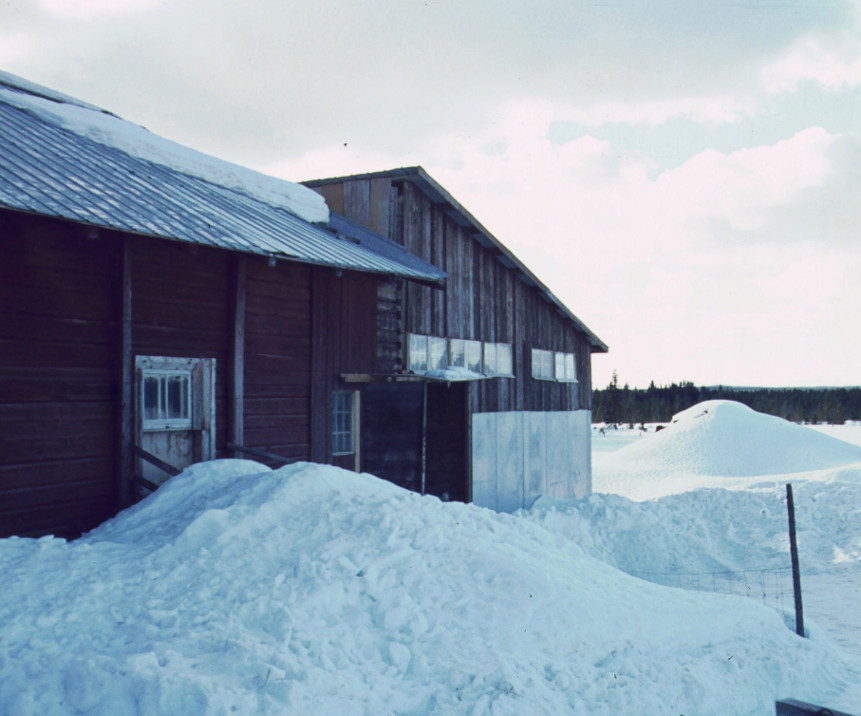 Första fårhusbygget 1972