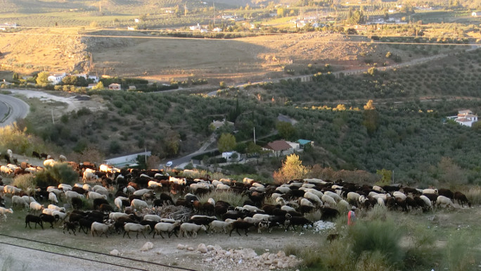 Fåraherde i Andalusien