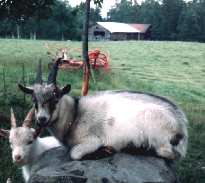 Siesta i juli -84 framför hövändaren