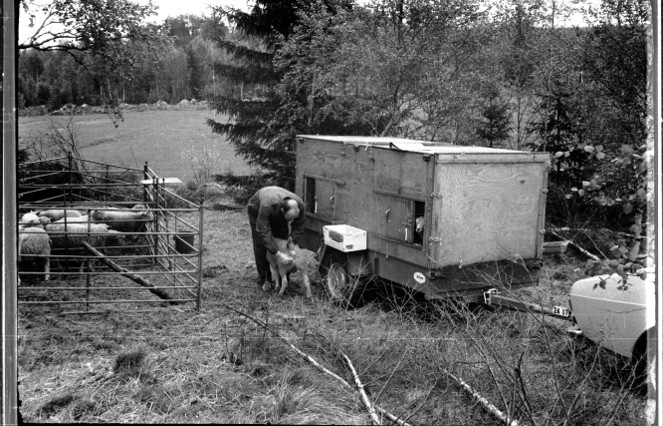 Saab 93 -71 och fårsläp