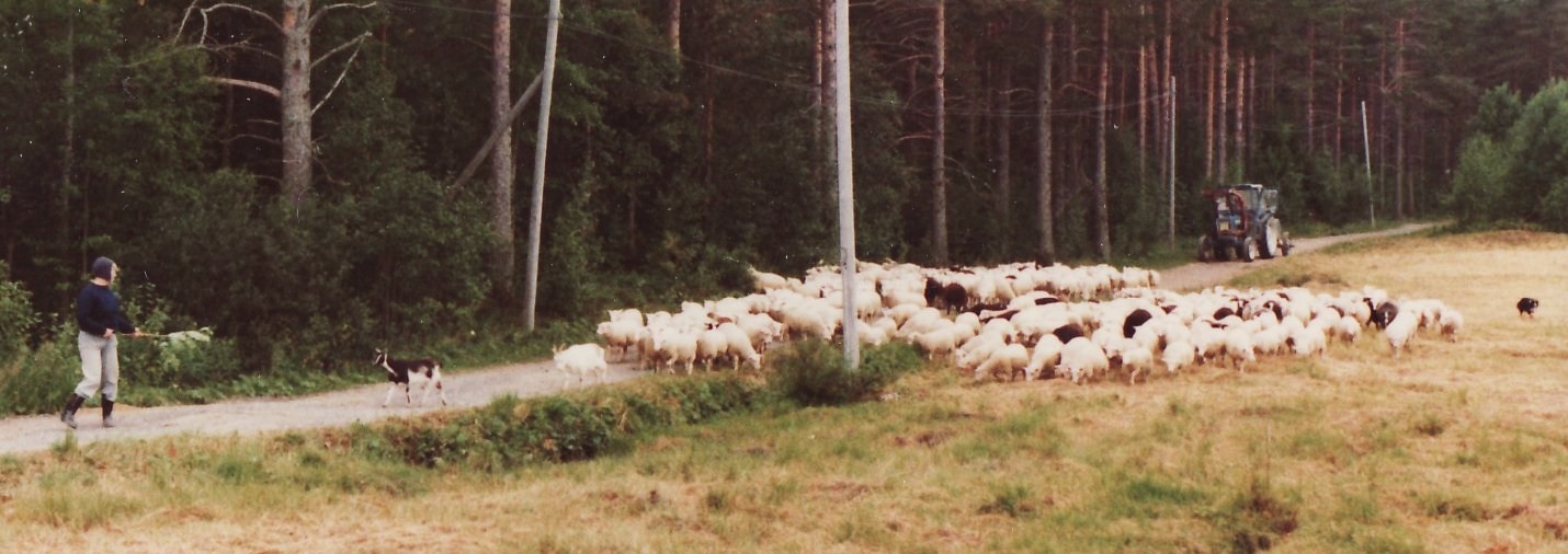 Fårvandring med vattentunna