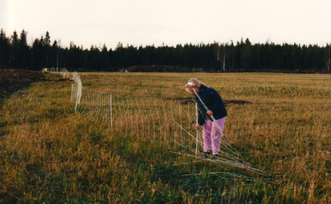 1989 Uppsättning på nyodlingen