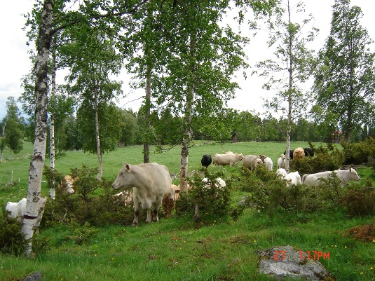 Från busvebacken mot kornhärbret