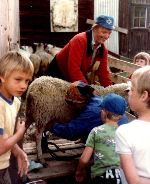 1979 fårmjölkning hos Hedlinds