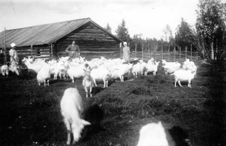 Skjörbuan år 1920