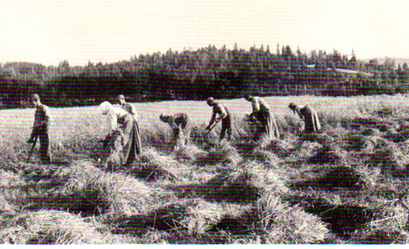 skörd Ög omkr 1890